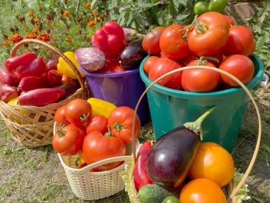 Как не упустить урожай в июне: советы по уходу за растениями на даче