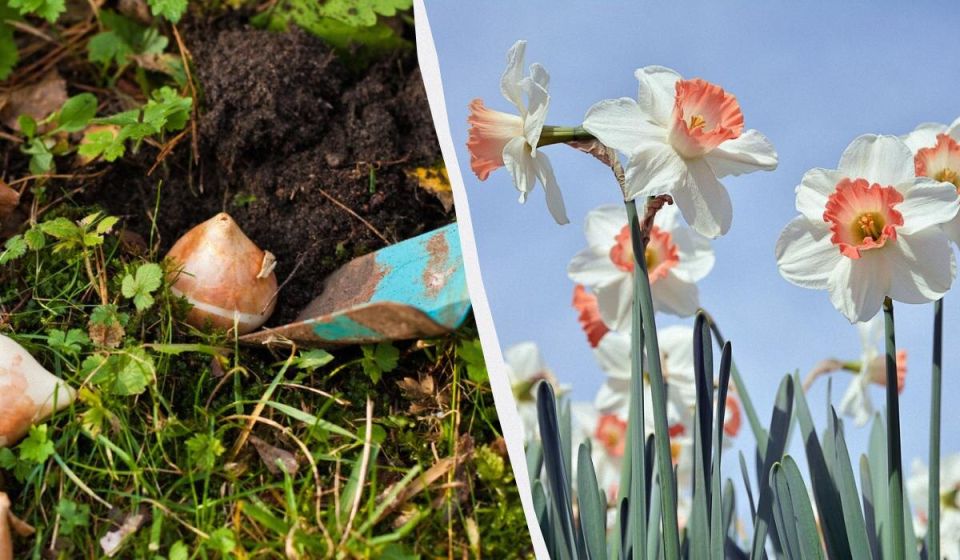 Как правильно и вовремя посадить нарциссы: советы и рекомендации для успешного цветения