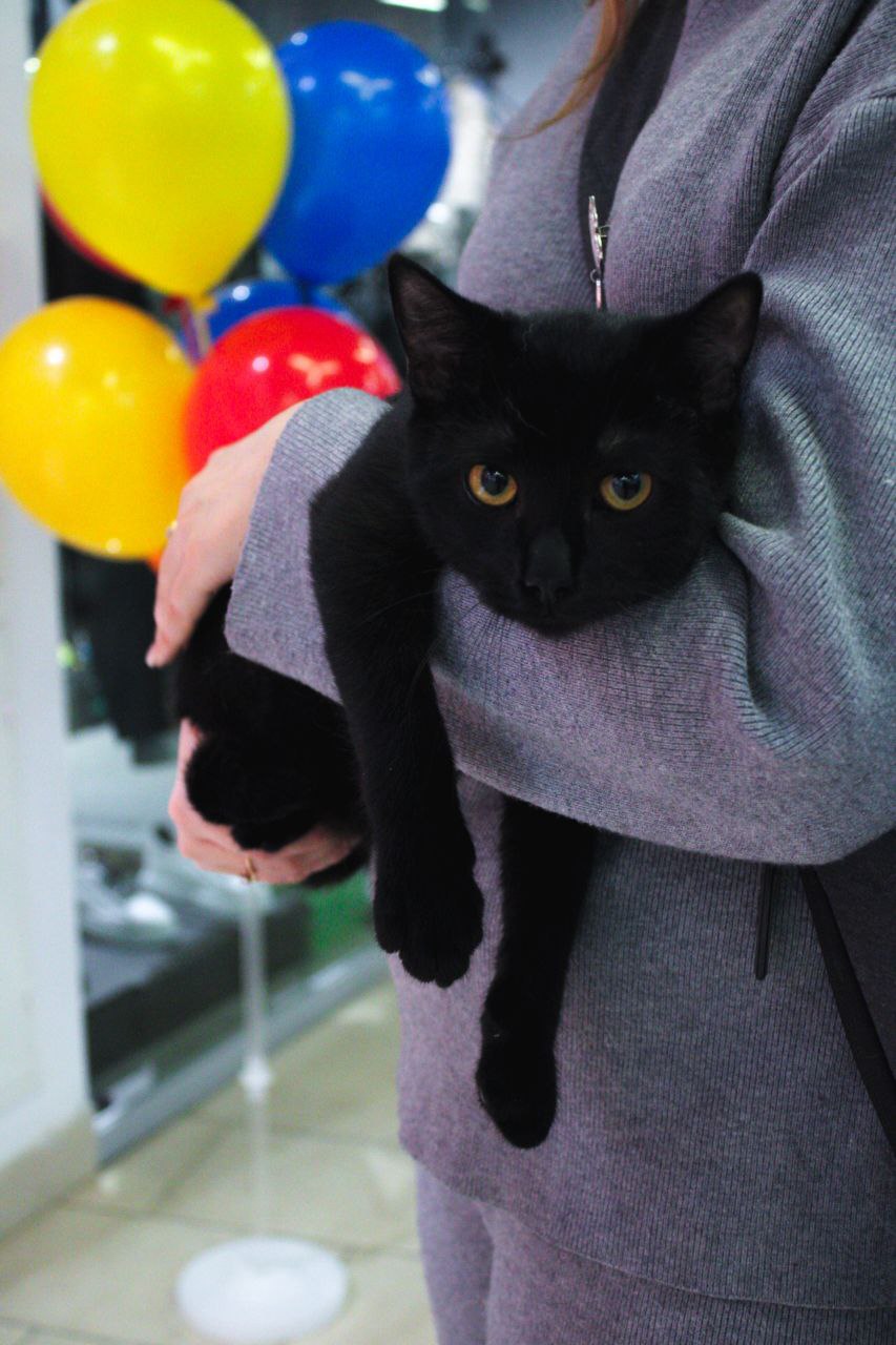 В Смоленске состоялась выставка-раздача бездомных животных В Смоленске состоялась выставка-раздача бездомных животных