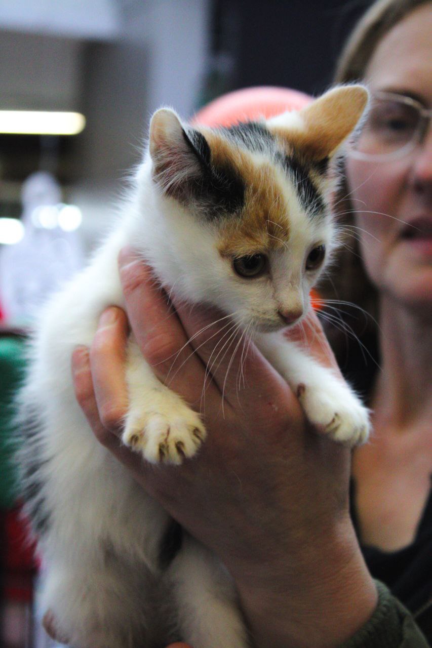 В Смоленске состоялась выставка-раздача бездомных животных В Смоленске состоялась выставка-раздача бездомных животных