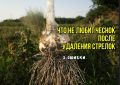Ошибки в уходе за чесноком в июне: как не потерять урожай