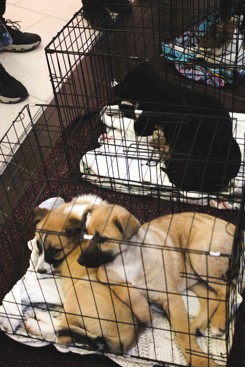 В Смоленске состоялась выставка-раздача бездомных животных В Смоленске состоялась выставка-раздача бездомных животных