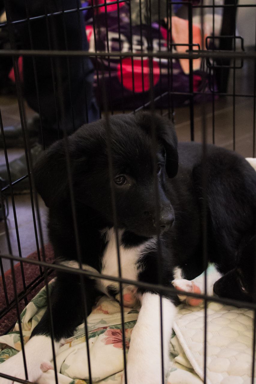 В Смоленске состоялась выставка-раздача бездомных животных В Смоленске состоялась выставка-раздача бездомных животных