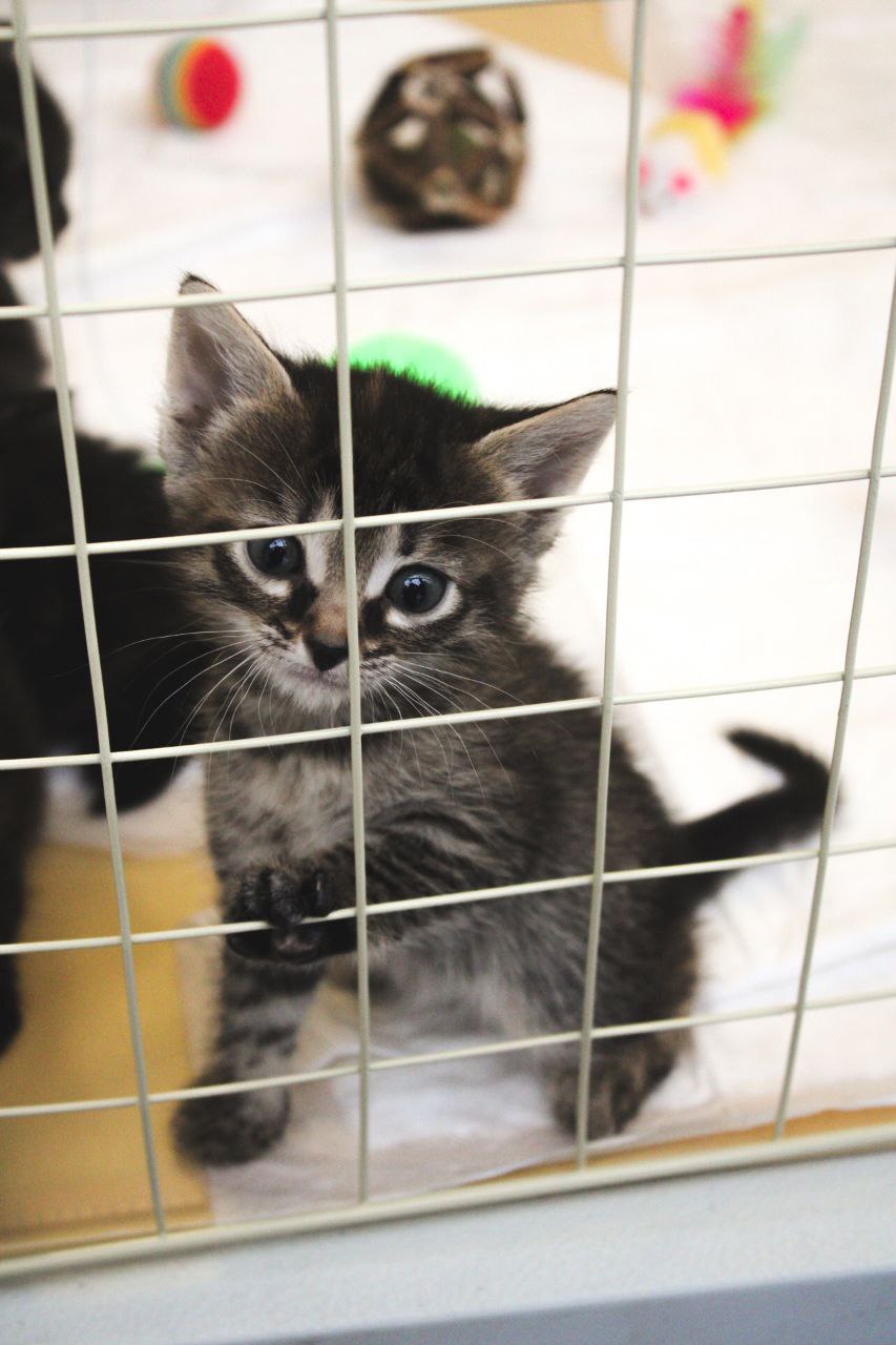 В Смоленске состоялась выставка-раздача бездомных животных В Смоленске состоялась выставка-раздача бездомных животных