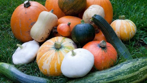 Как вырастить сладкую тыкву: секреты успешной подкормки