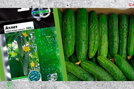Секреты успешного выращивания огурцов сорта Атлет
