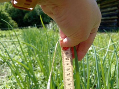 Эффективные методы подкормки лука для крупных луковиц