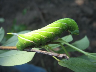 Как успешно бороться с гусеницами в вашем саду: эффективные методы и советы