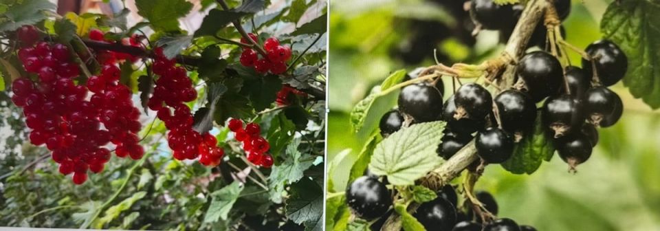 Как избавиться от мучнистой росы на смородине: секреты и советы для садоводов