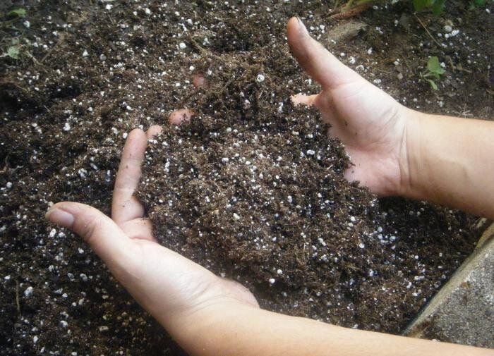 Мошки: незваные гости в саду