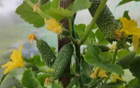 Питательные элементы для здорового роста растений