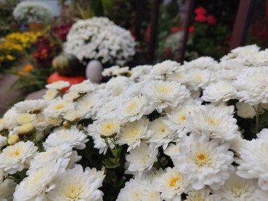 Сад, который можно любить: как создать изумительные видовые точки