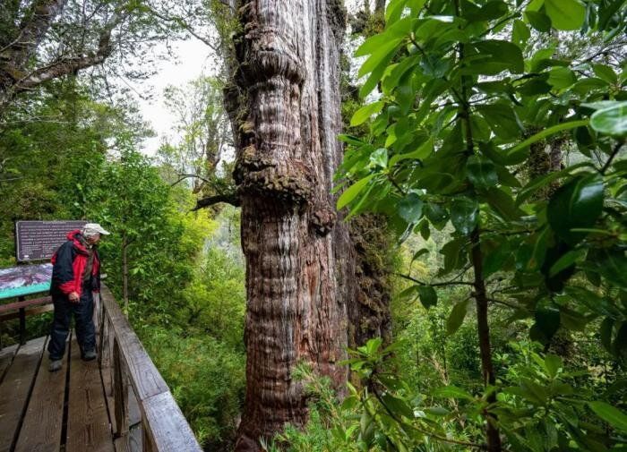 5400-летний кипарис в Чили: древний великан, меняющий представление о времени