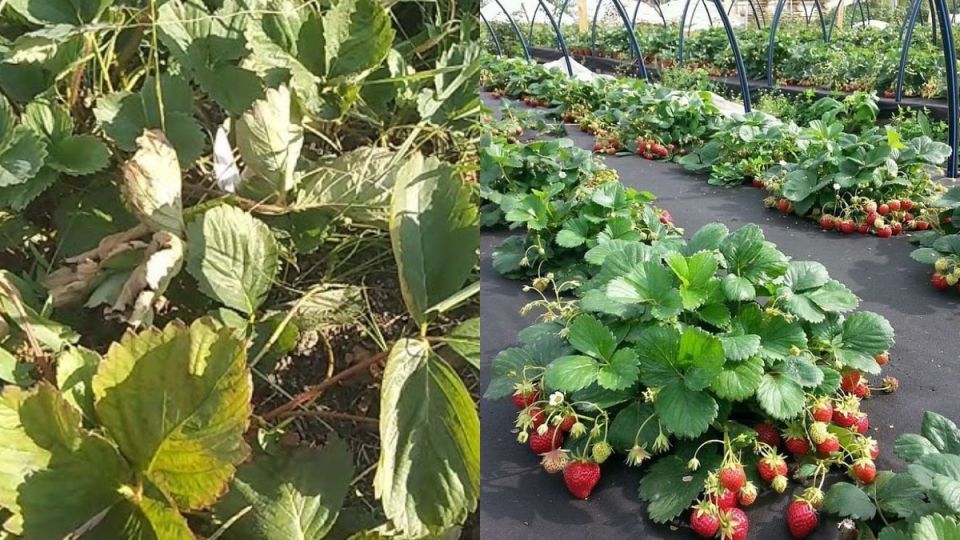 Увеличение урожая клубники под черным полотном