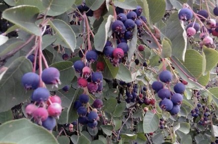 Секреты сбора и переработки ягод ирги: сохраняем все полезные свойства