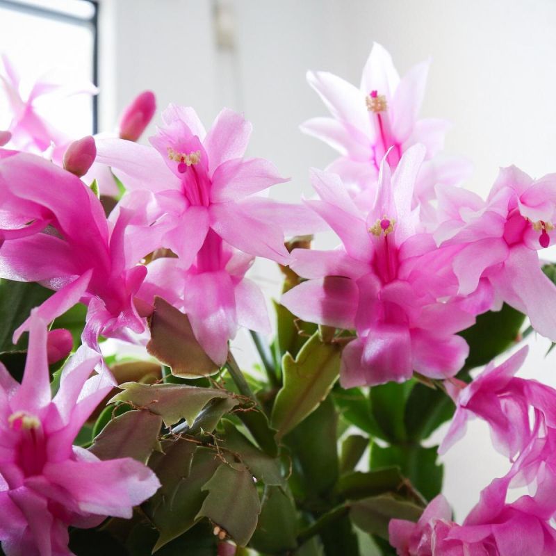 Секреты цветения декабриста: чтобы зигокактус зацвел