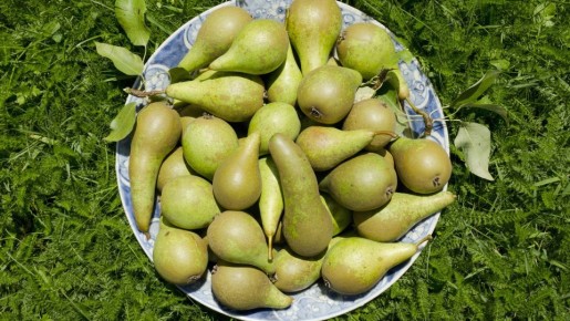 Груши созреют за один день: даже ничем опрыскивать не нужно