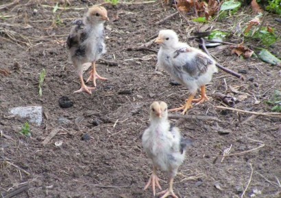 Идеальный комбикорм для кур: как создать питательный рацион своими руками