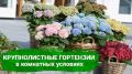Гортензия в домашних условиях: как создать идеальные условия для цветения