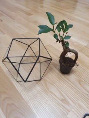 Флорариум: создание, продажа и оригинальные идеи для праздников