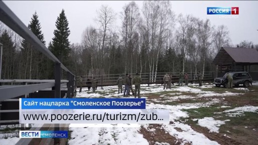 В национальном парке «Смоленском Поозерье» открыта запись на экскурсию к вольным зубрам