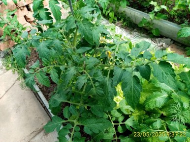 Весенний сад: волнение природы и забота садоводов