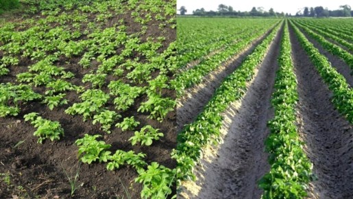 Революция в картофелеводстве: как новый метод увеличил урожай в шесть раз