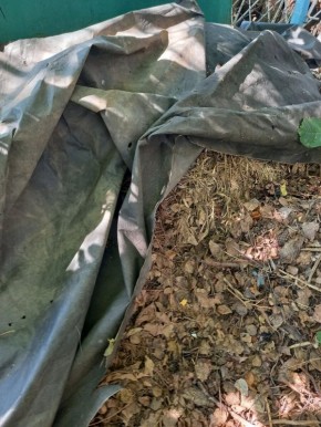 Июнь: время для сбора биогумуса на огороде