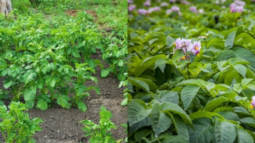 Как срезание цветков картофеля улучшает урожай: секреты дачного мастерства