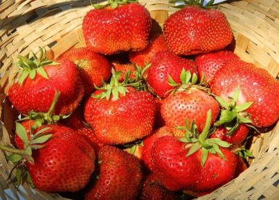 Как выбрать идеальный сорт клубники для теплицы