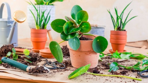 Комнатные цветы от этого «соседа» завянут сразу: и не вздумайте поставить рядом