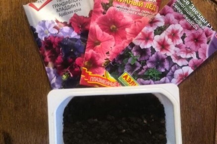 Как вырастить идеальные всходы петунии: секреты успеха