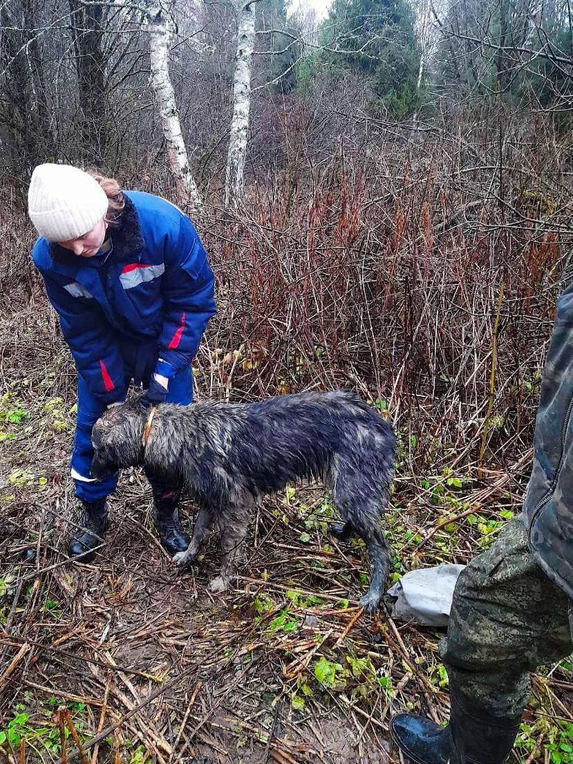 Смоленские спасатели вызволили собаку из колодца Смоленские спасатели вызволили собаку из колодца