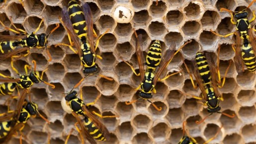 ��� �� �������� �� ��� �������: ��� ��� ����� ���������� �� ������������� �������