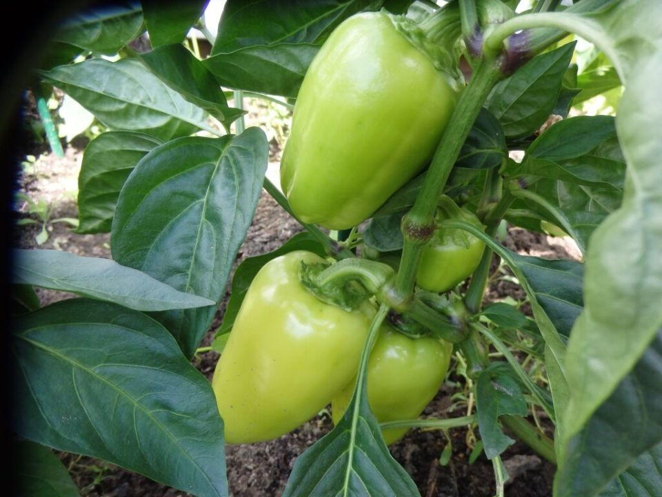 ��� �������� ���������� ����������� ������� � ������: ������ � �������