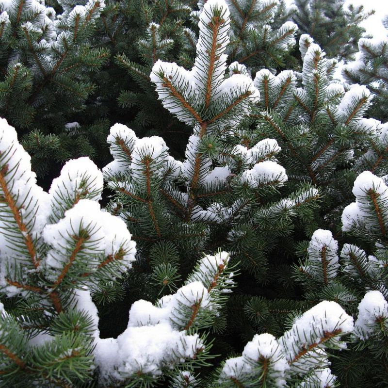 ������ �����: ��� ��������� ������ �����, �� ����� �������