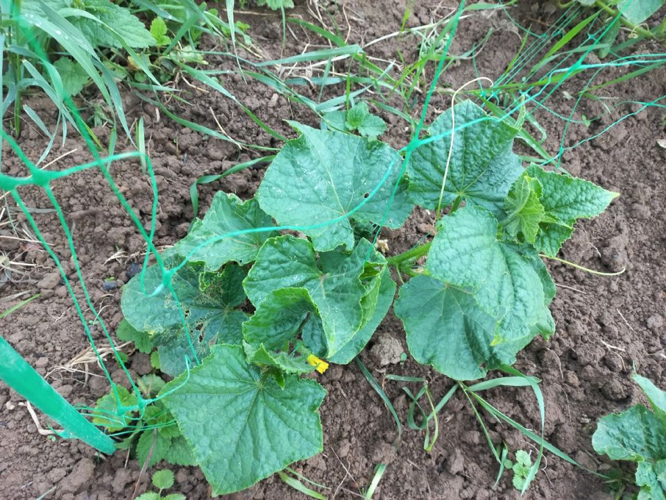 ������ ������ ������: �������� ������� � ������ �� �� ����������