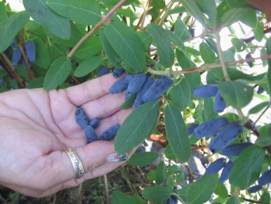 ����� �������� ��������� ����� ����� ������: ������� ��������� �����