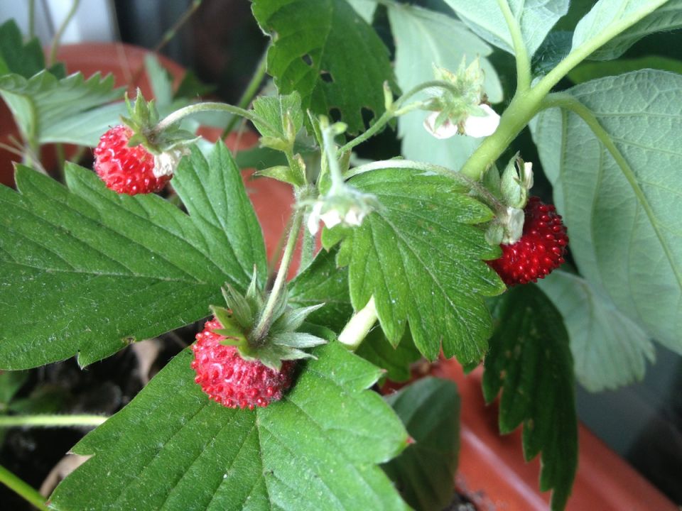 ��� ������� ������ ������ � ��������: ������� ������