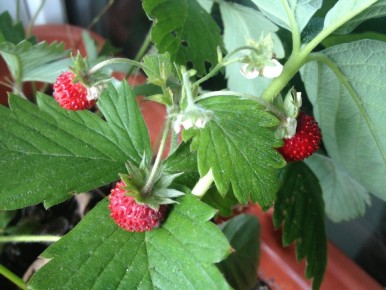 ��� ������� ������ ������ � ��������: ������� ������