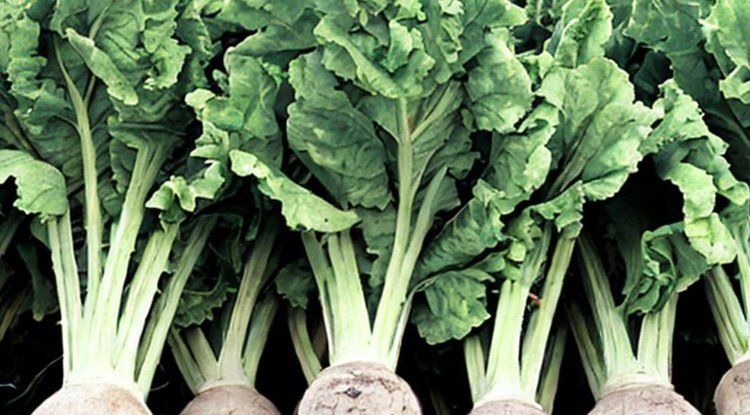 ������������������ ���������: ����� ������� ��� ��������� ����������� �������� ������