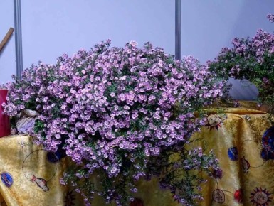 ���������� ����������� �������: ��� ������ �������� ����������� ��� ���