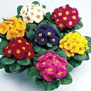 �������: ����� ����� �����, ���� � ������������ ��� ������ ����