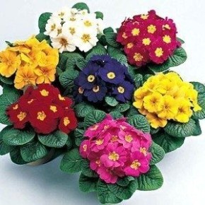 �������: ����� ����� �����, ���� � ������������ ��� ������ ����