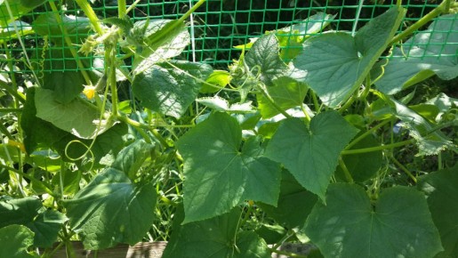 ��� �������� ����� �������: ������� ����������� ����� � �������