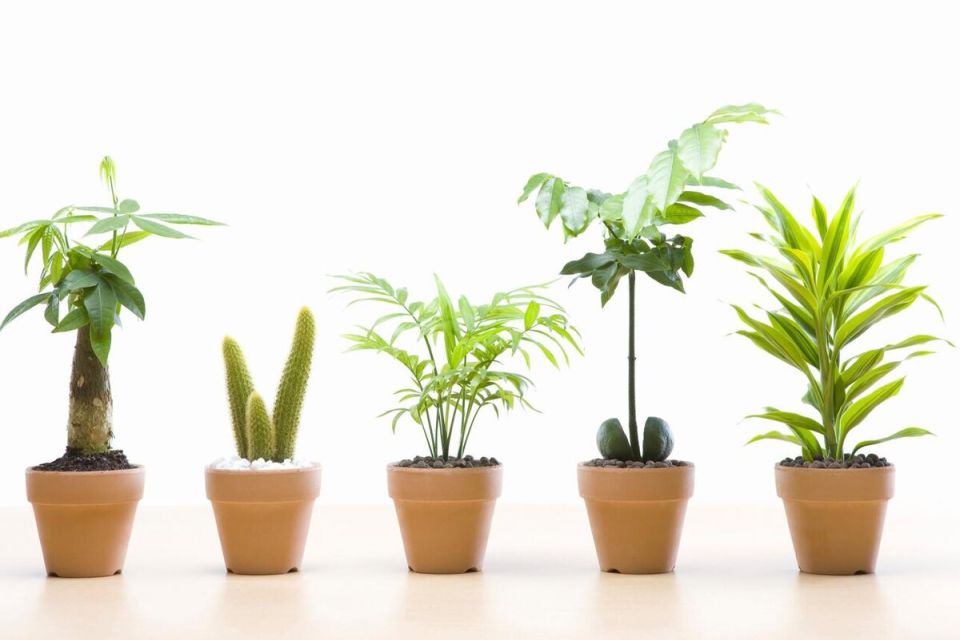 ���� �� �������� ���������: ��������� ��������� ��������� ����