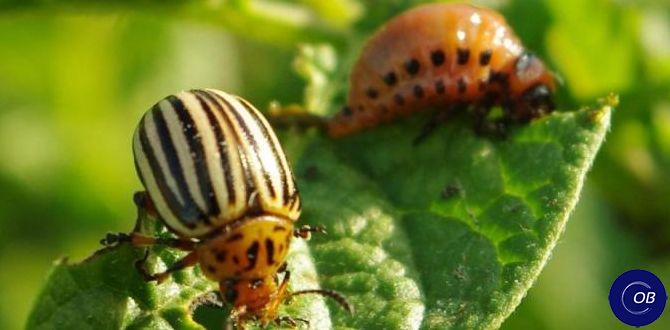 ����������� �������� �������� ��� ������ � ����������� �����