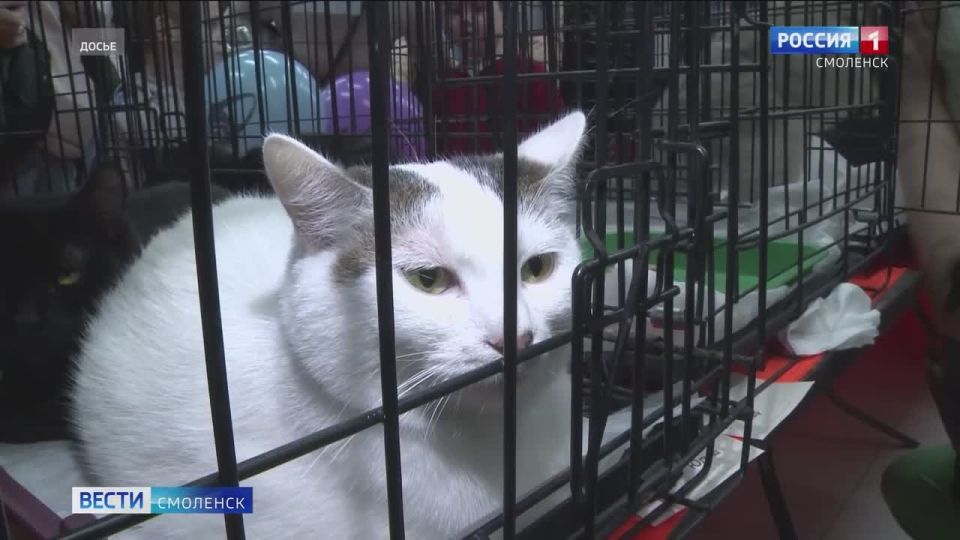 4 ������ ������ ���������� �� ���������� ��������-������� ��������� �������� ����� �����