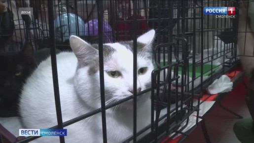 4 января смолян приглашают на новогоднюю выставку-раздачу бездомных животных «Путь домой»