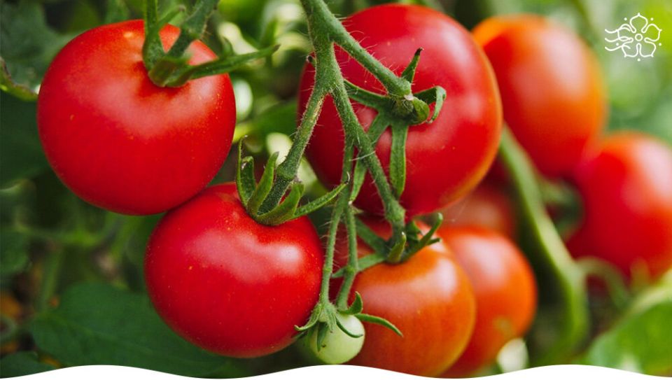 ������� ����� ������� ��� ��������� ������: �������� ������